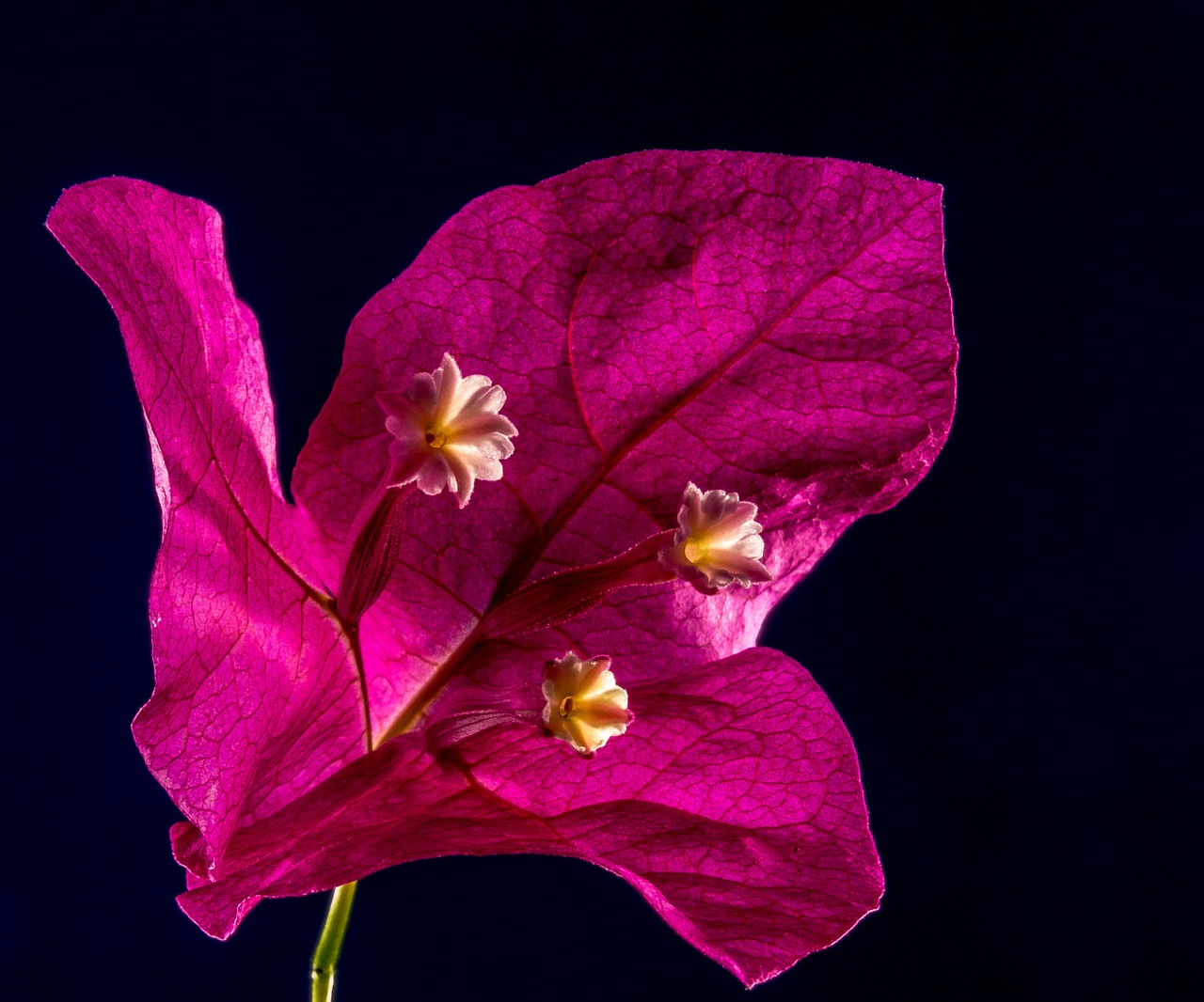 bougainvillea blossom bloom free photo