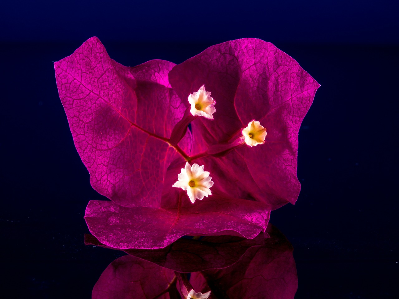 bougainvillea blossom bloom free photo
