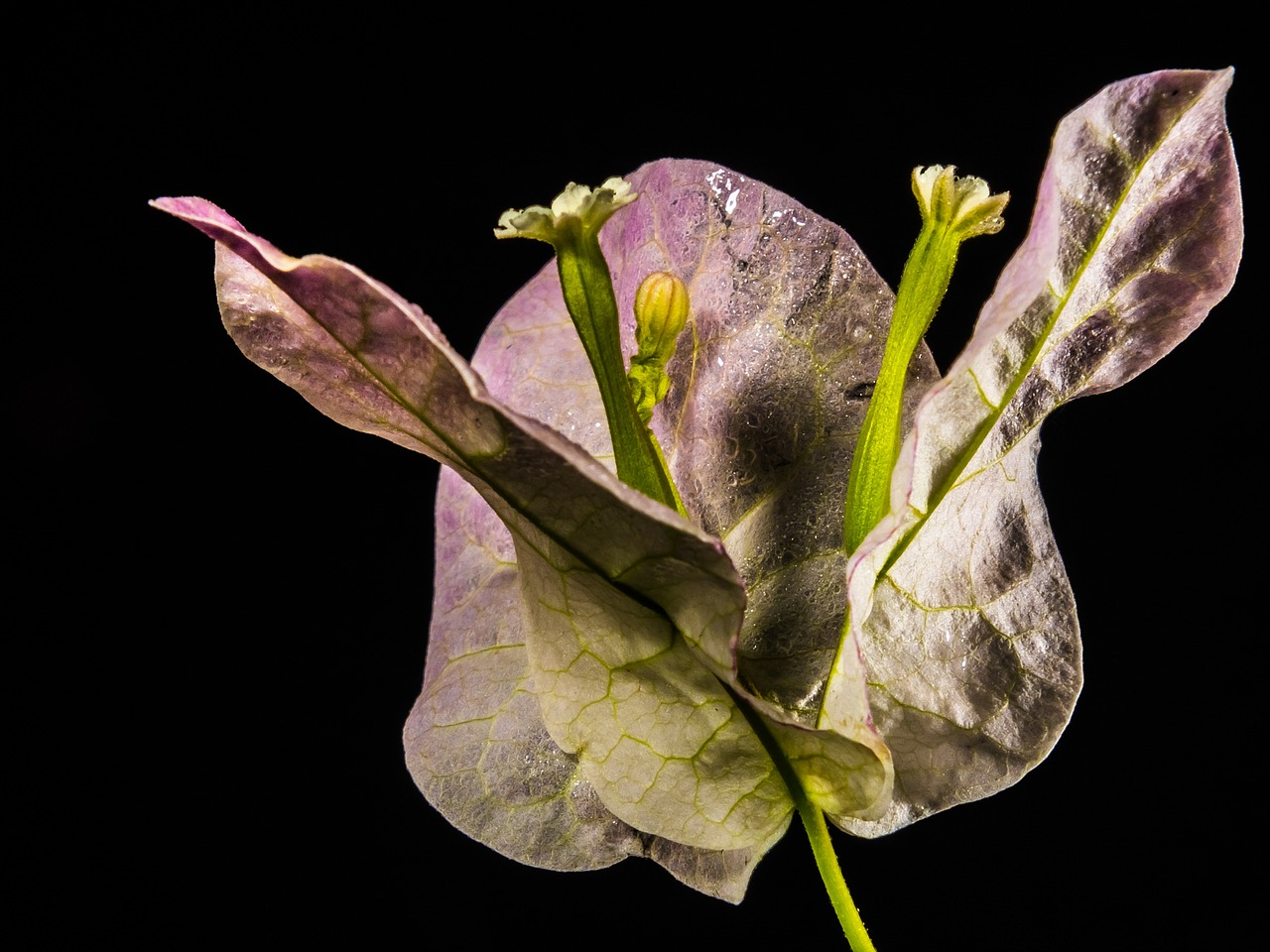 bougainvillea blossom bloom free photo