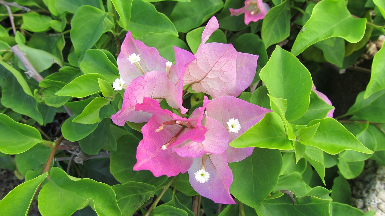 bougainvillea hawaii tropical free photo