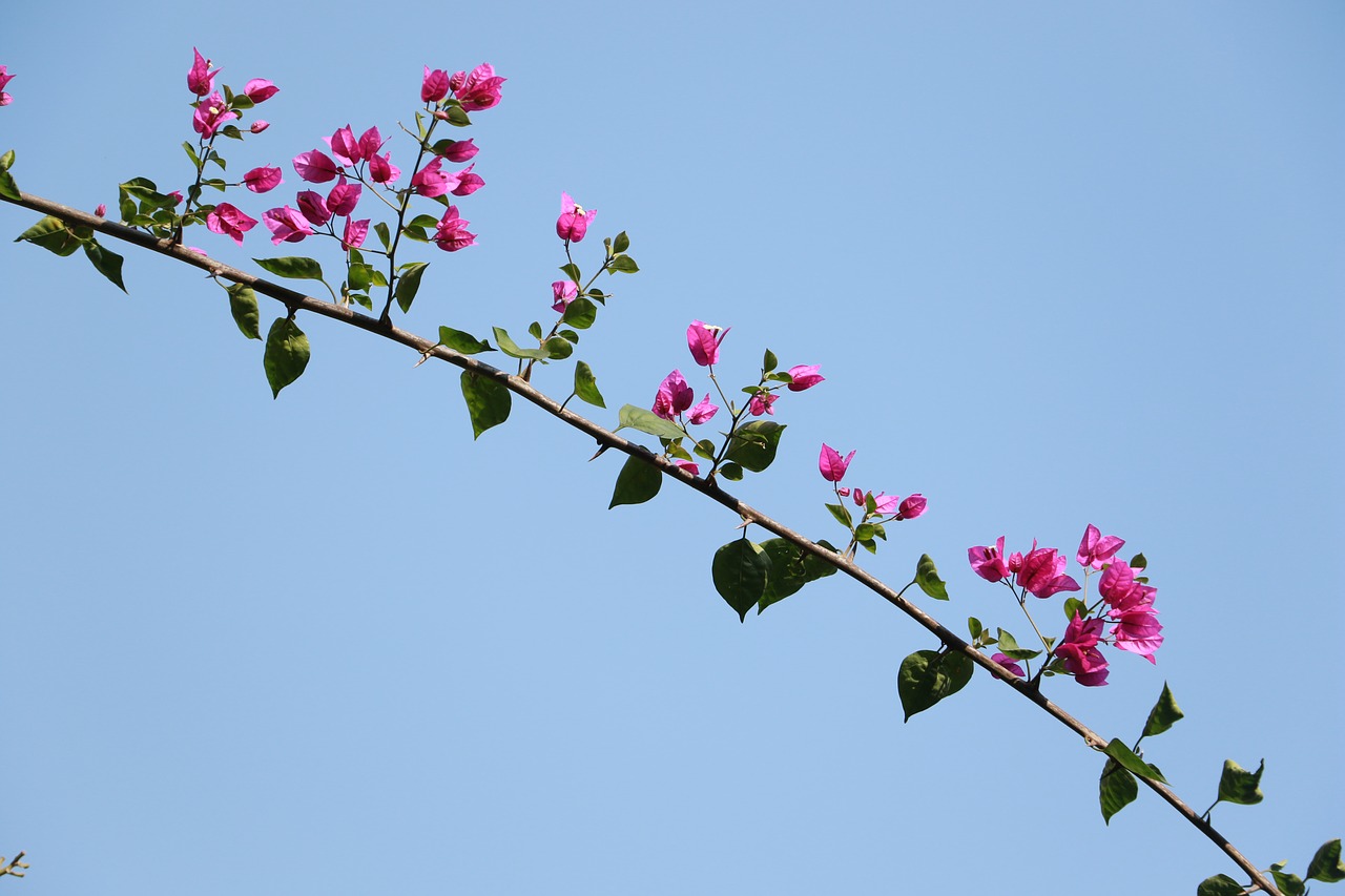 bougainvillea blue sky winter free photo