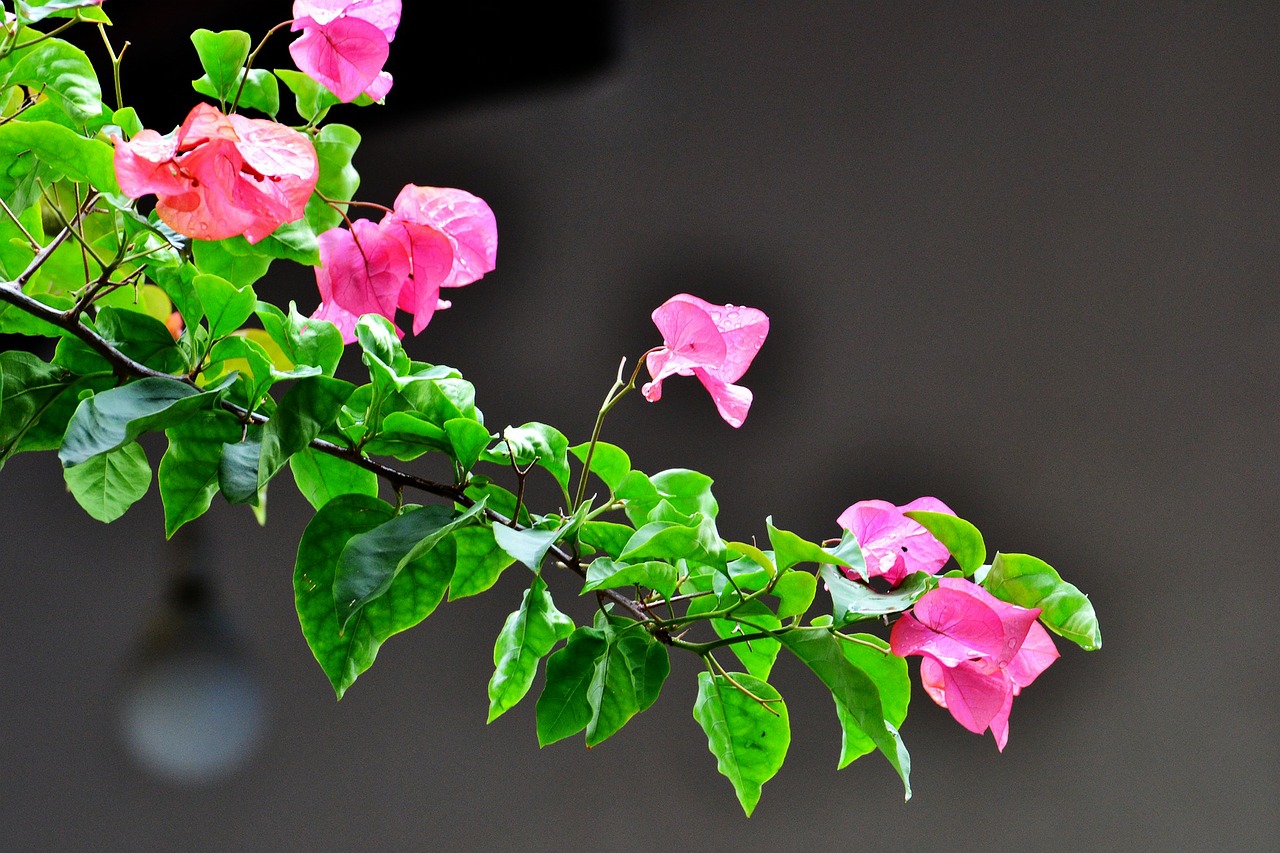 bougainvillea flowers pink flowers free photo