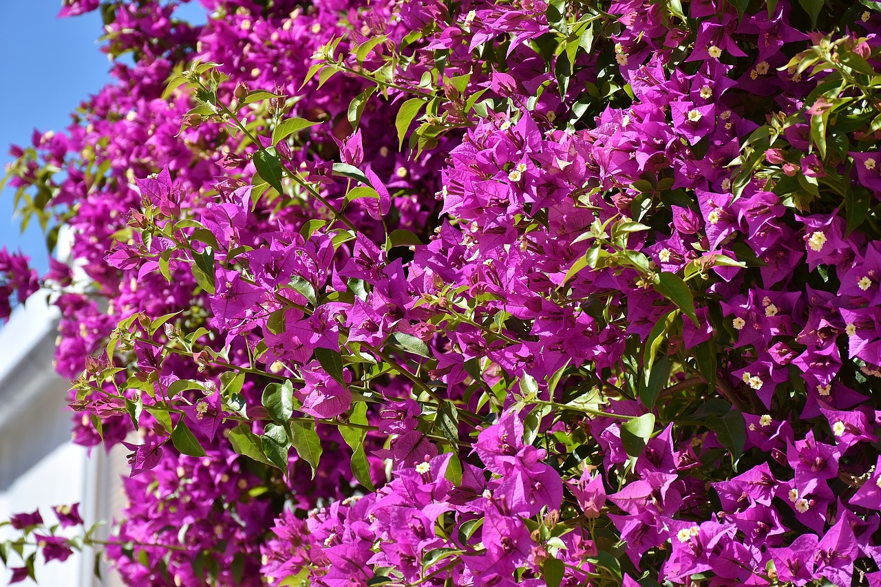 bougainvillea bougainville triple flower free photo