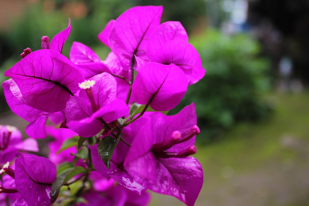 bougainvillea bloom plant free photo