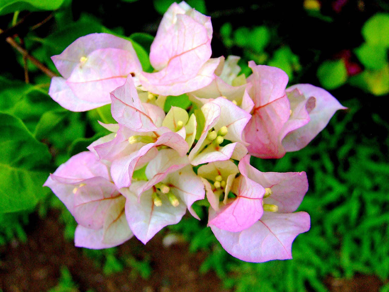 bougainvillea bicolor pink free photo