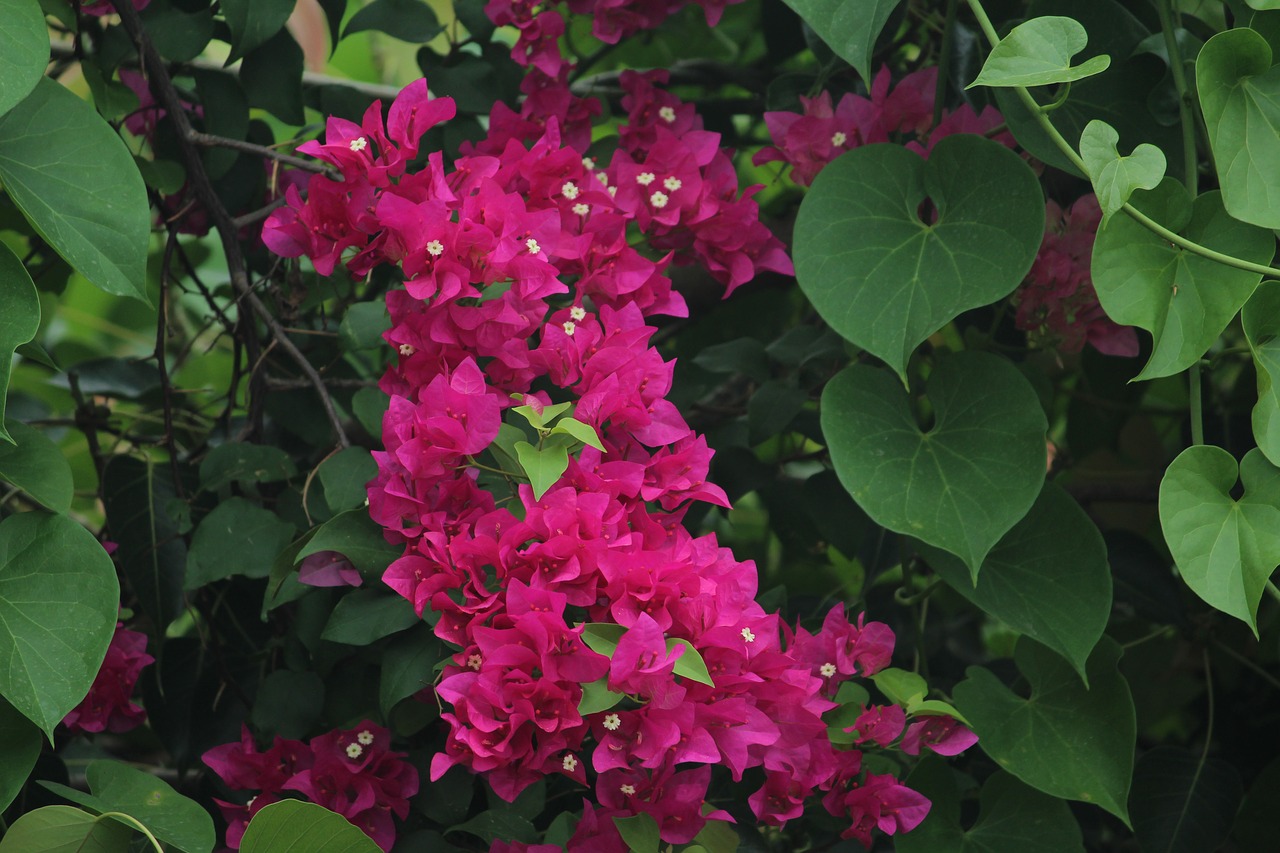 bougainvillea bloom pink free photo