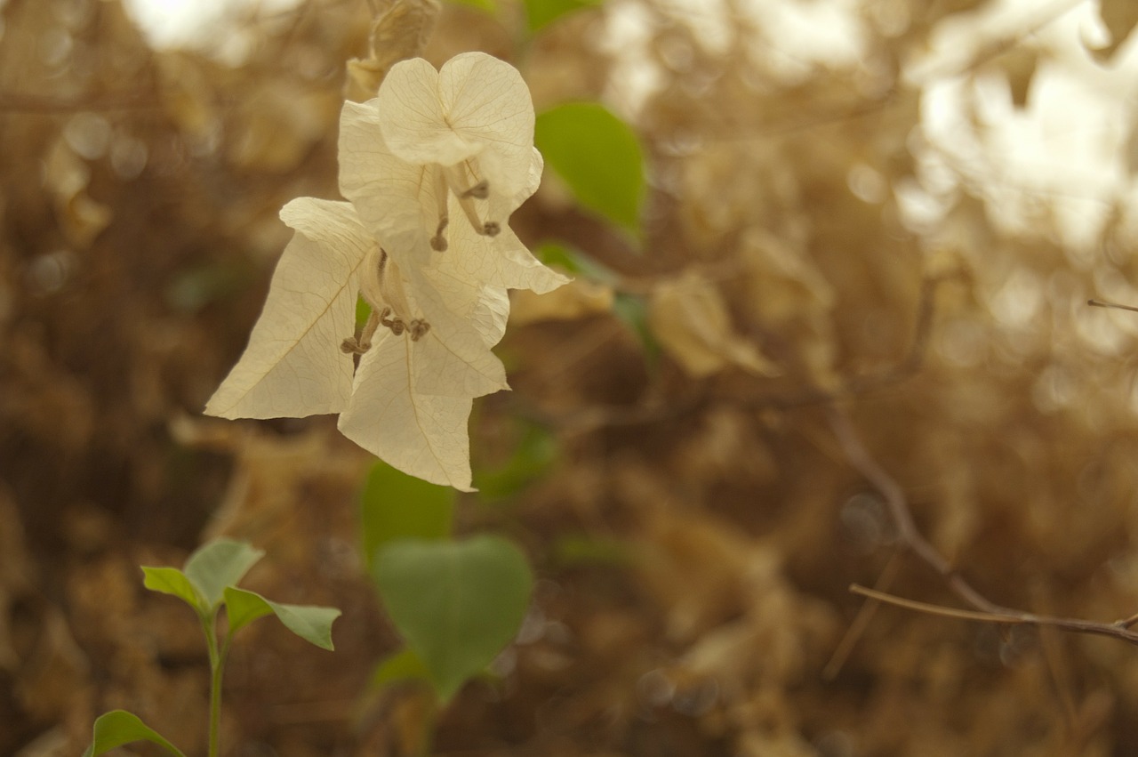 bougainvillea white flowers free photo