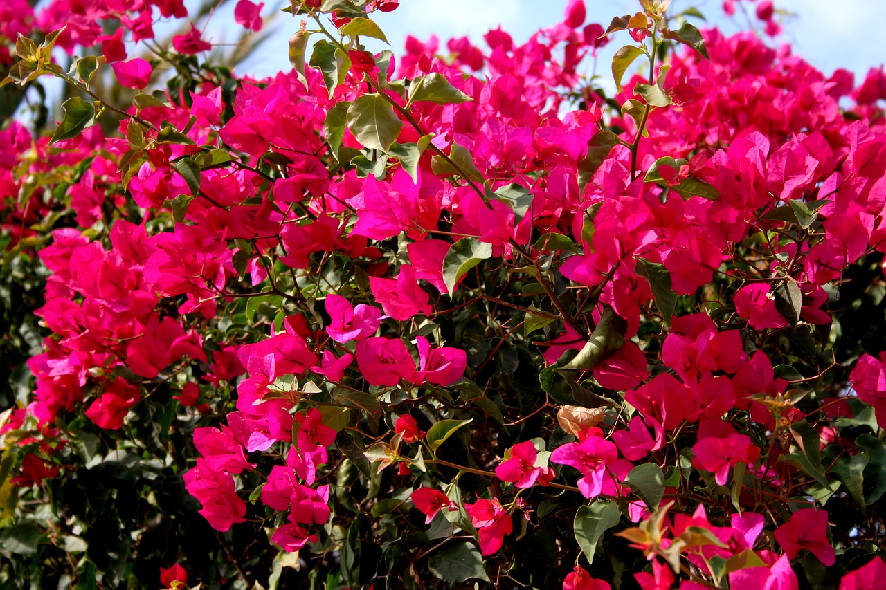 bougainvillea magenta pink free photo