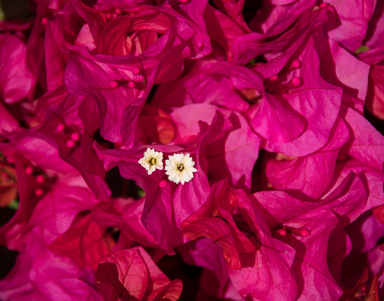 bougainvillea flower bloom free photo