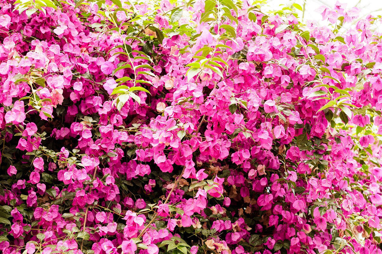 bougainvillea plant wall free photo