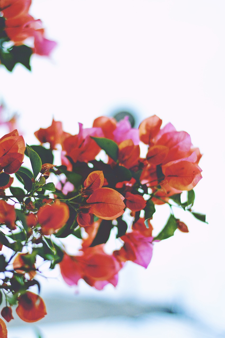 bougainvillea flower red free photo