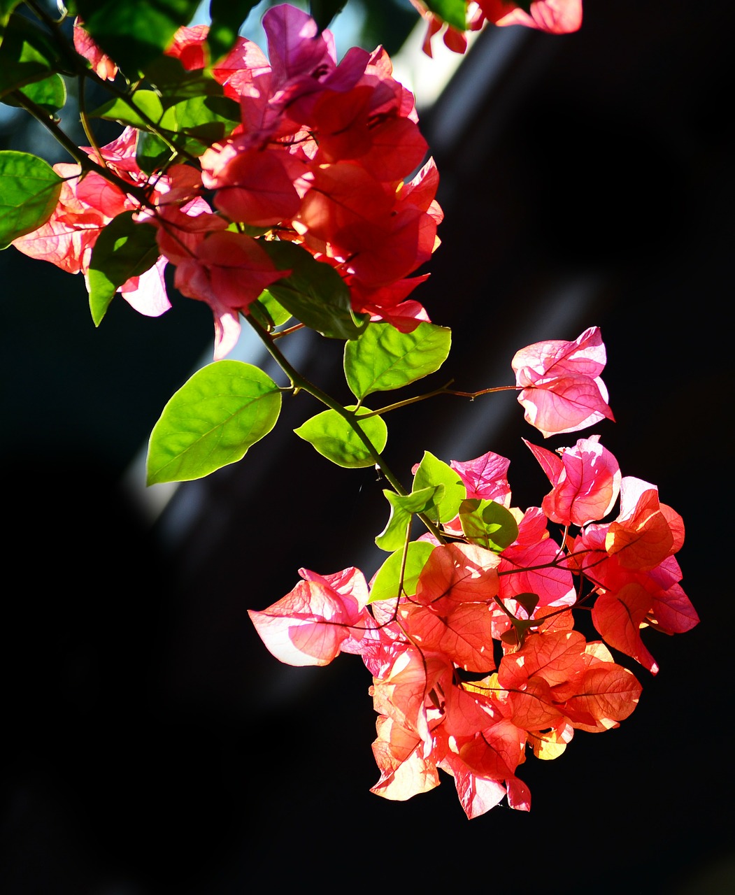 bougainvillea flowers blossoms free photo