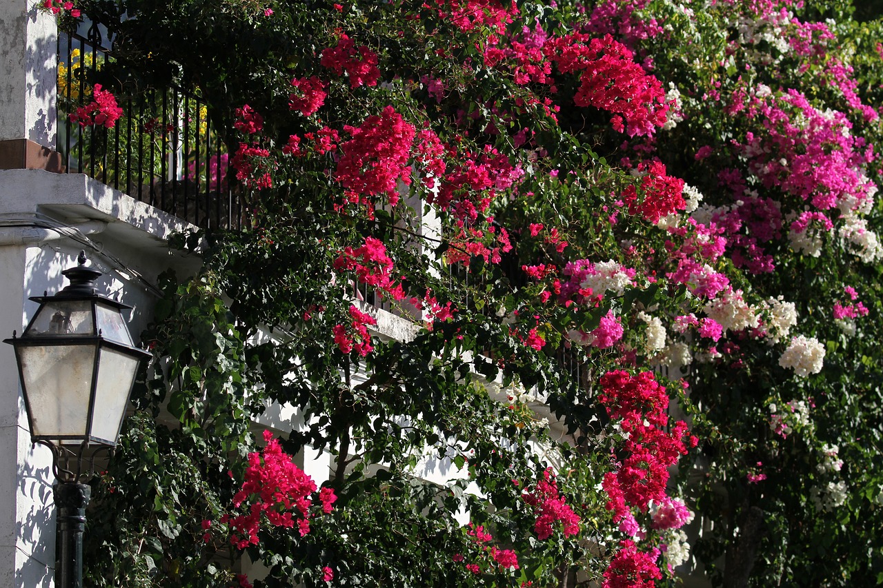 bougainvillea magenta mallorca spain free photo