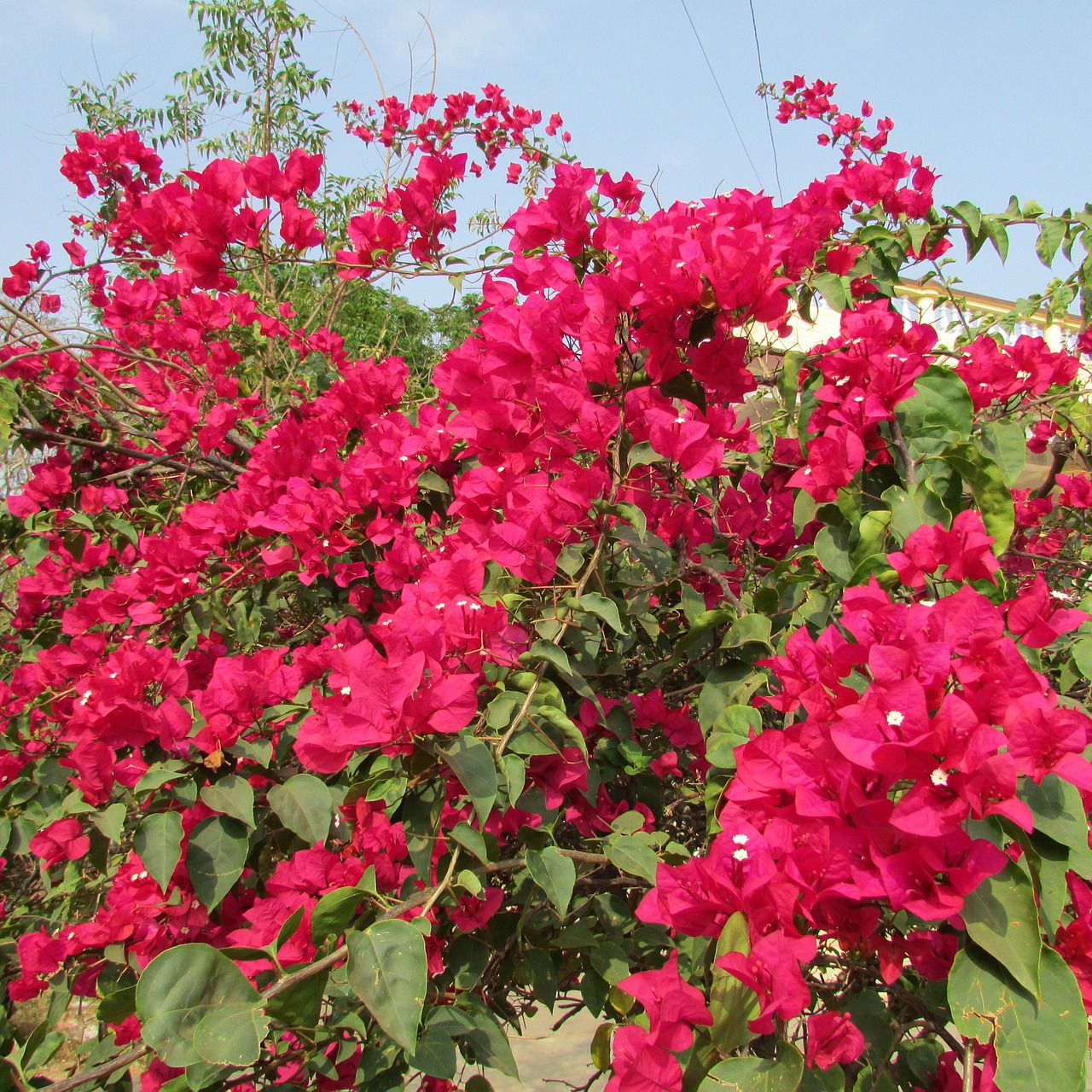 bougainvillea flower bloom free photo