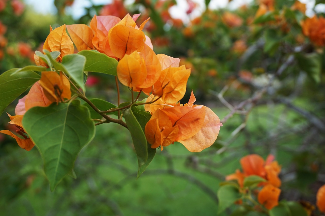 bougainvillea flower garden free photo