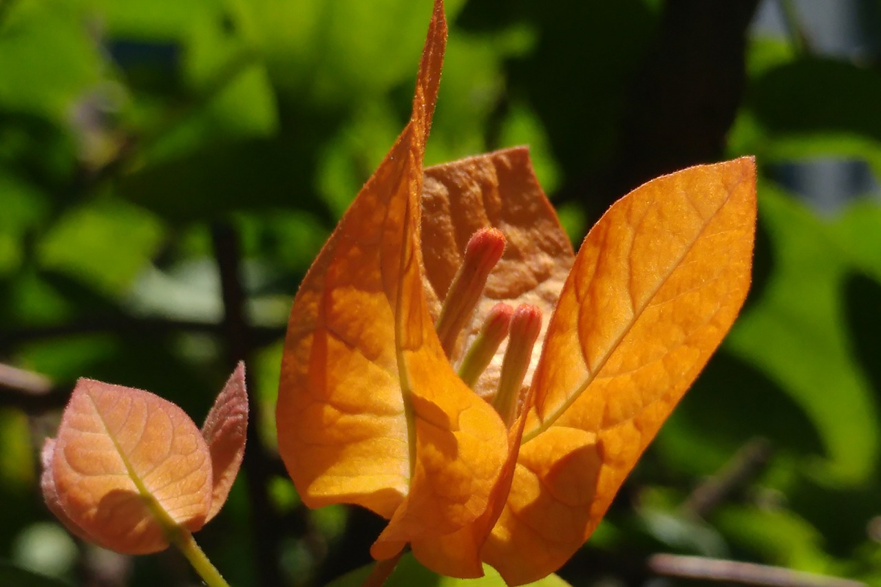 bougainvillea pistil petal free photo