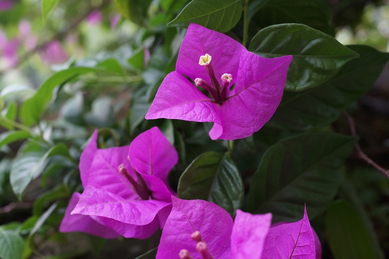 bougainvillea thorny ornamental vines bushes free photo