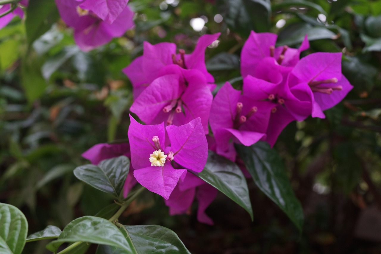 bougainvillea thorny ornamental vines bushes free photo