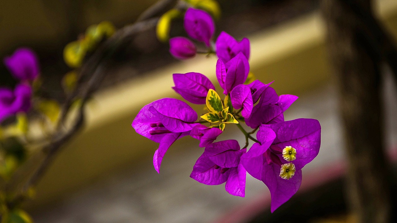 bougainvillea violet flowers free photo