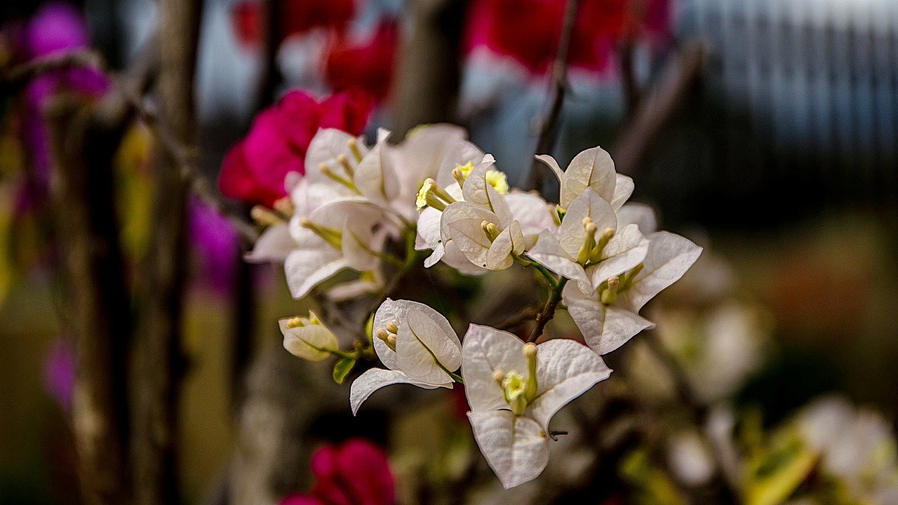 bougainvillea white flowers free photo