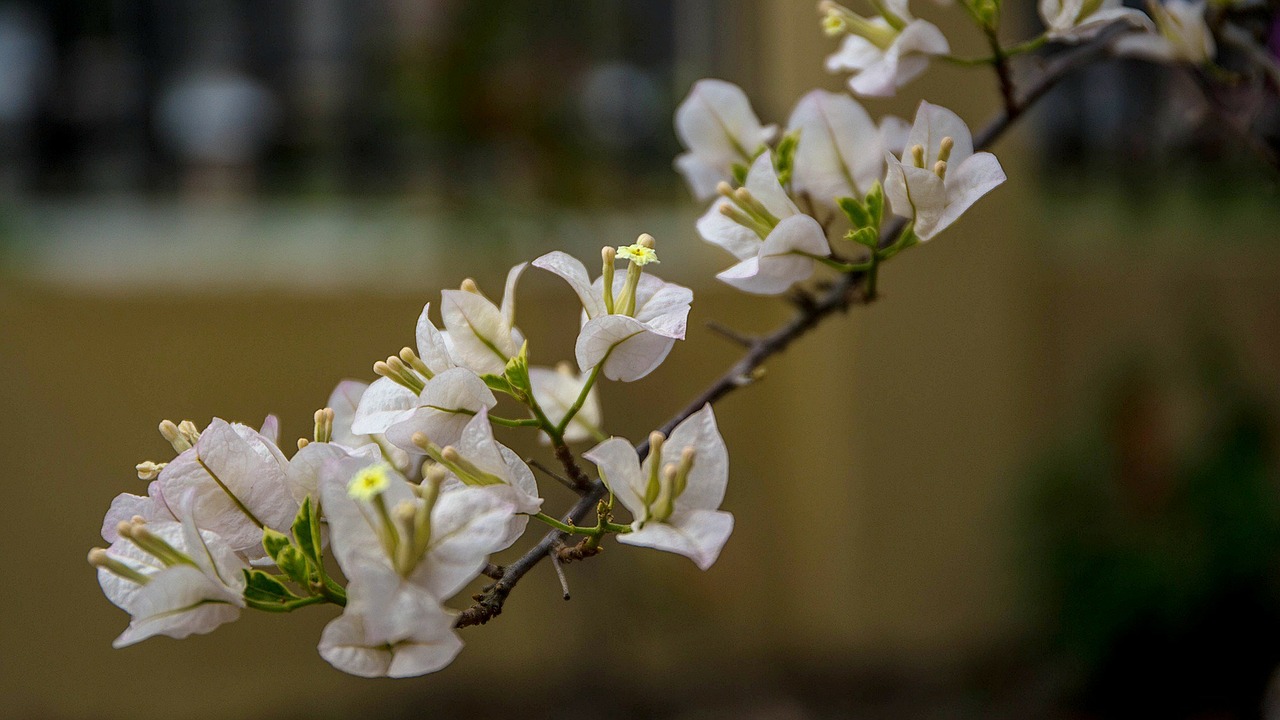 bougainvillea white flowers free photo