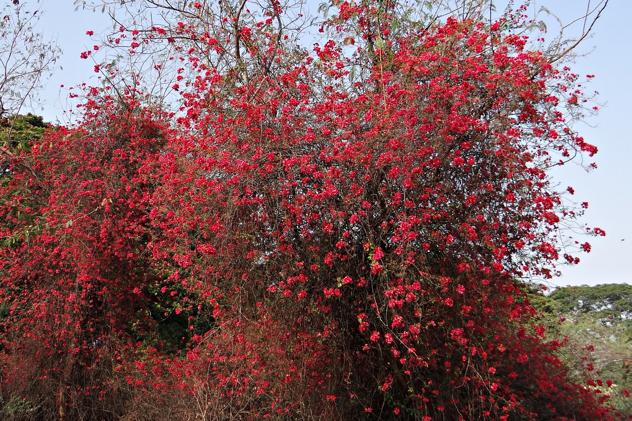 bougainvillea flowers red free photo