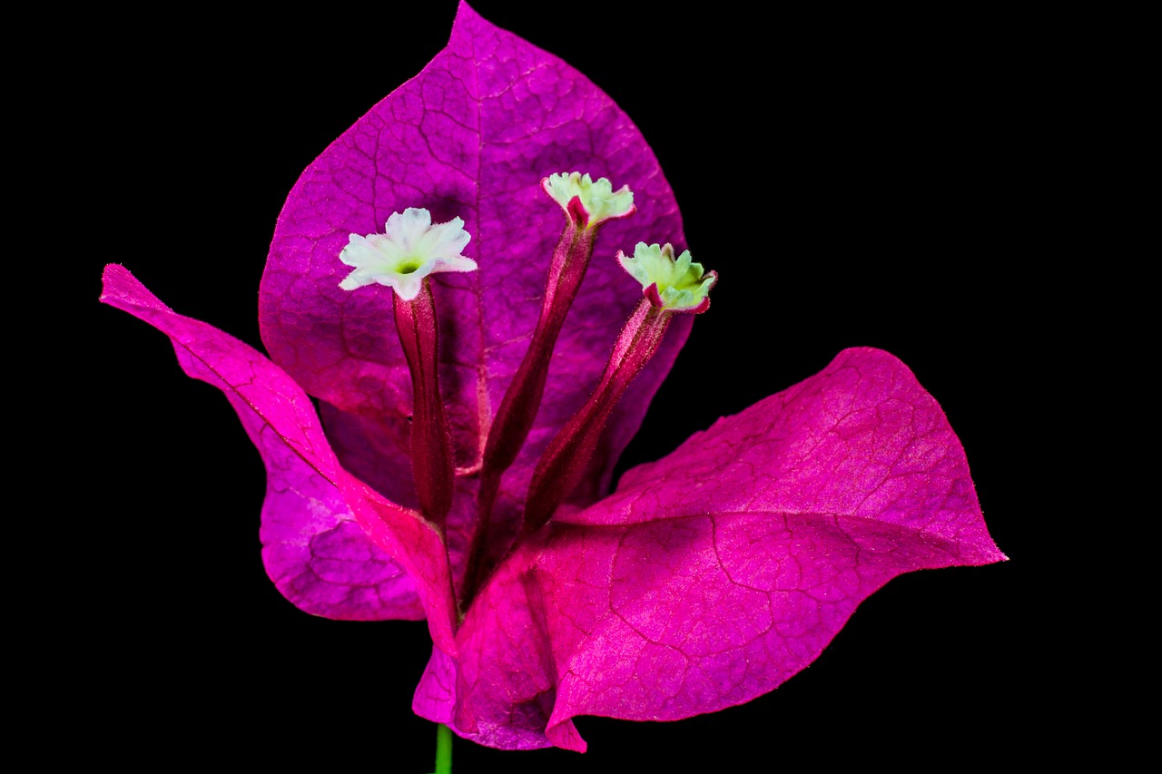 bougainvillea blossom bloom free photo