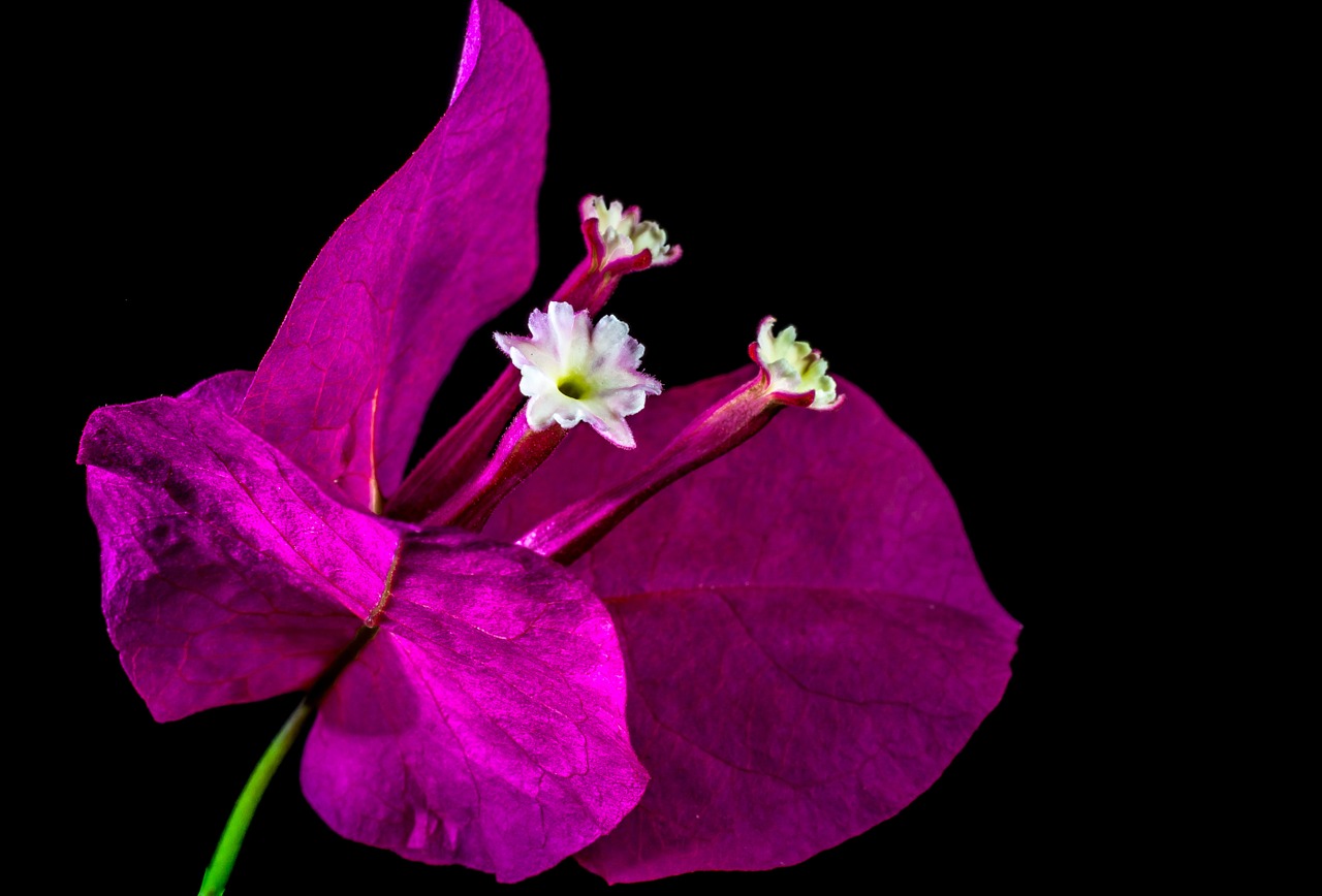 bougainvillea blossom bloom free photo