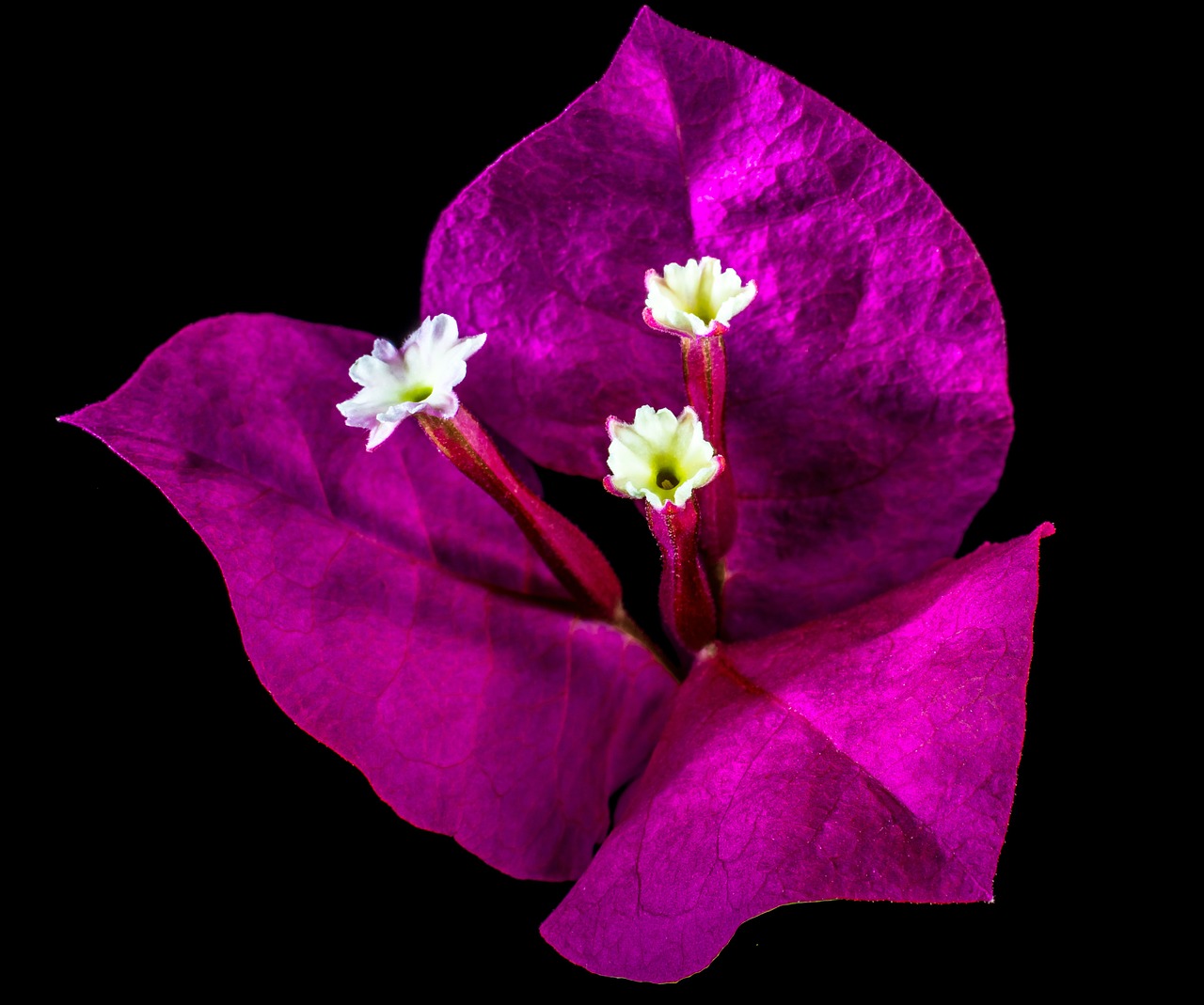 bougainvillea blossom bloom free photo