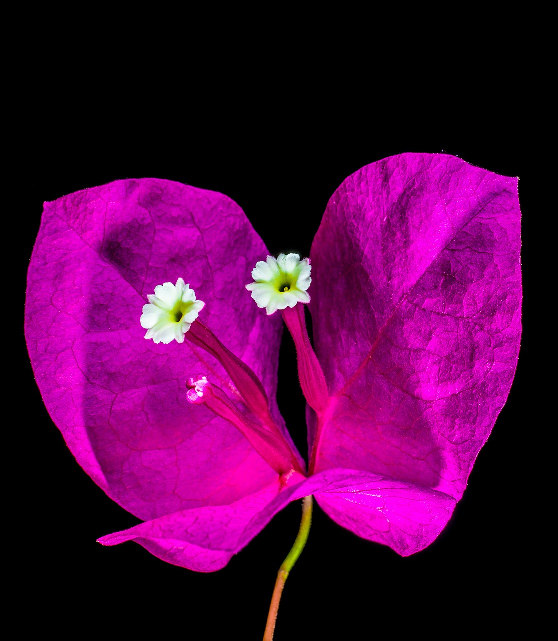 bougainvillea blossom bloom free photo