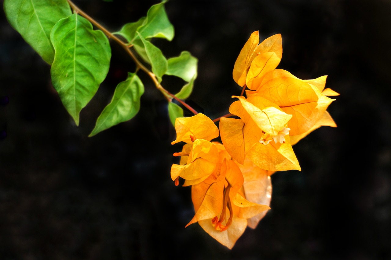 Download free photo of Bougainvillea,orange,yellow,nature,leaf - from