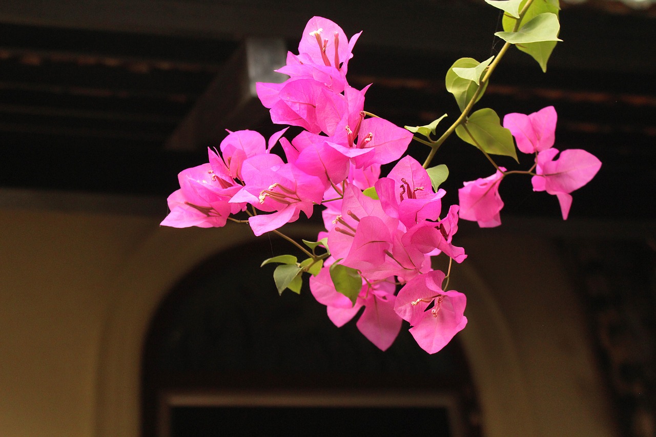 bougainvillea  pink  nature free photo