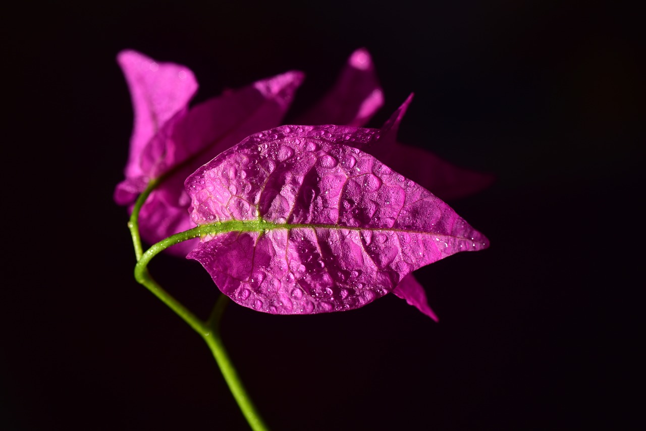 bougainvillea  flower  blossom free photo