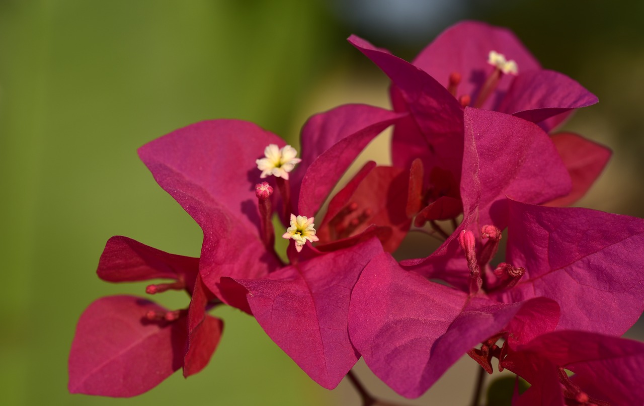 bougainvillea  flower  blossom free photo