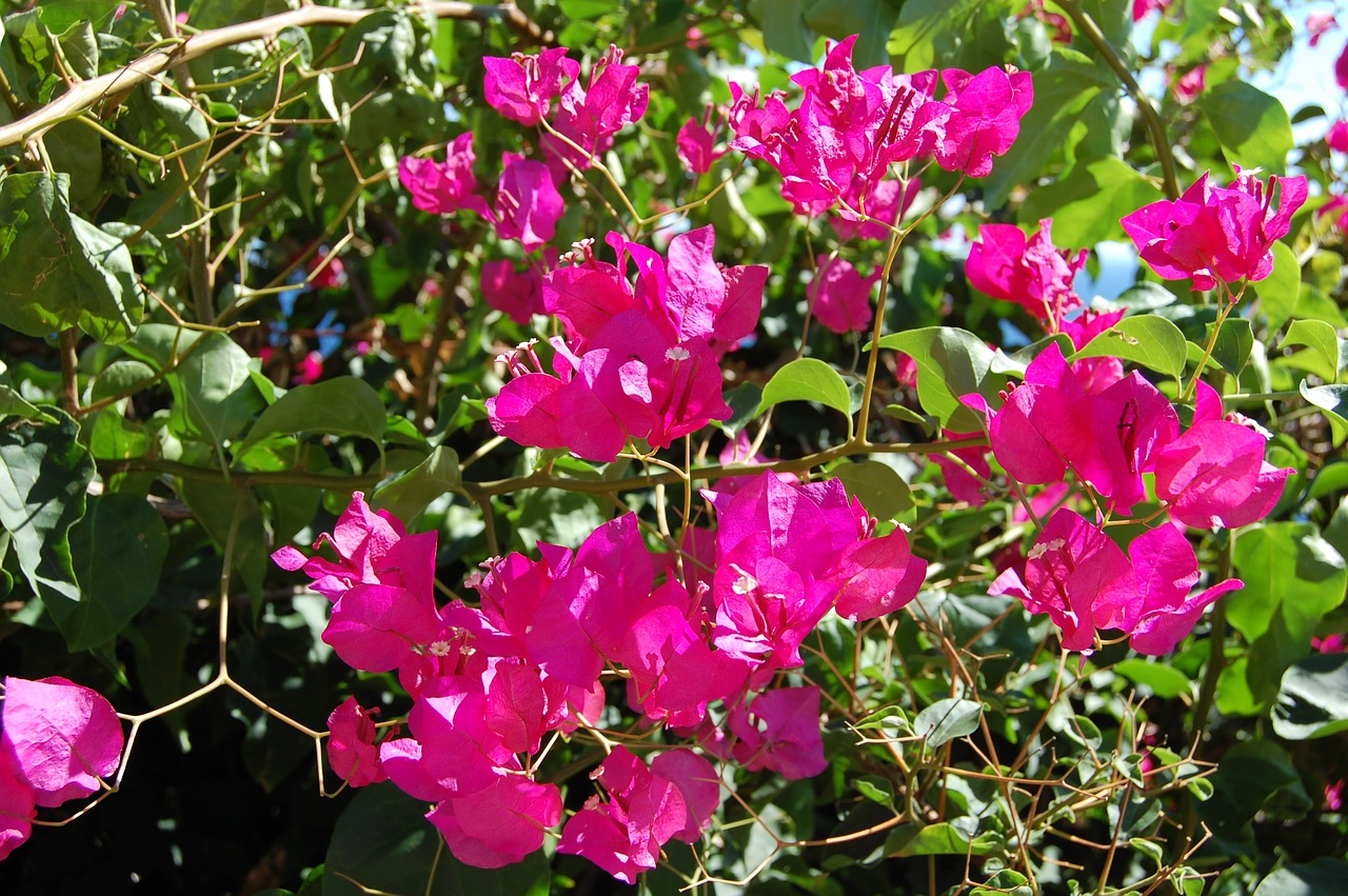 bougainvillea  flowering shrub  plant free photo