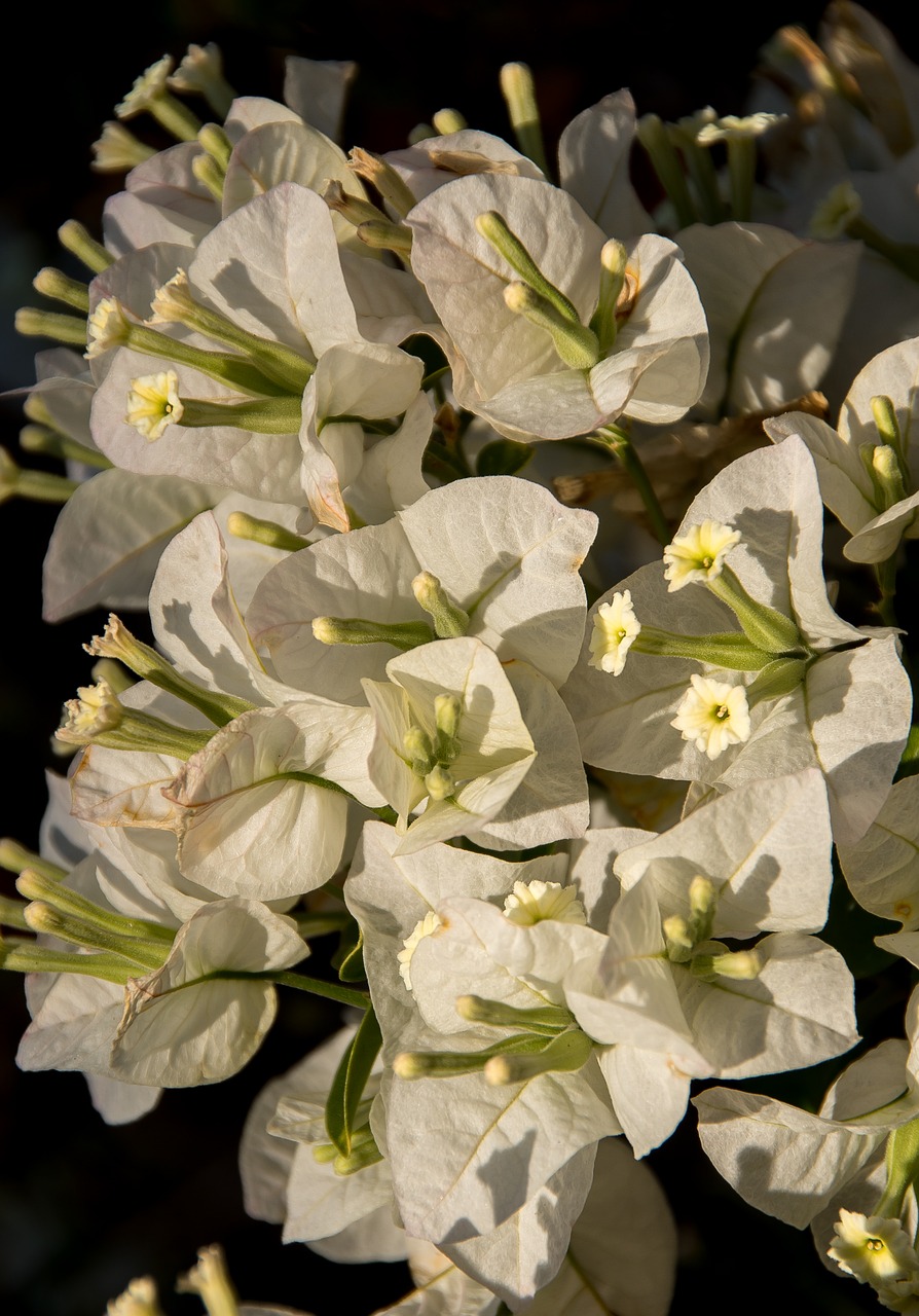 bougainvillea  flowers  blooms free photo