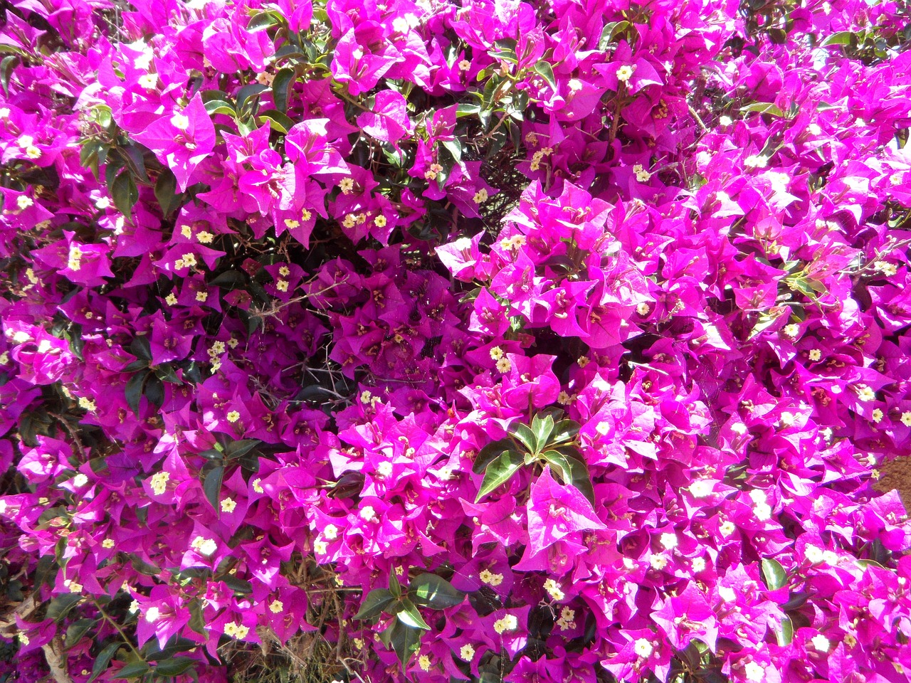 bougainvillea bougainville flower free photo