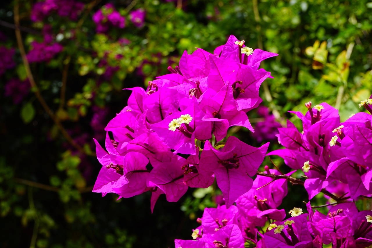 bougainvillea flowers pink free photo