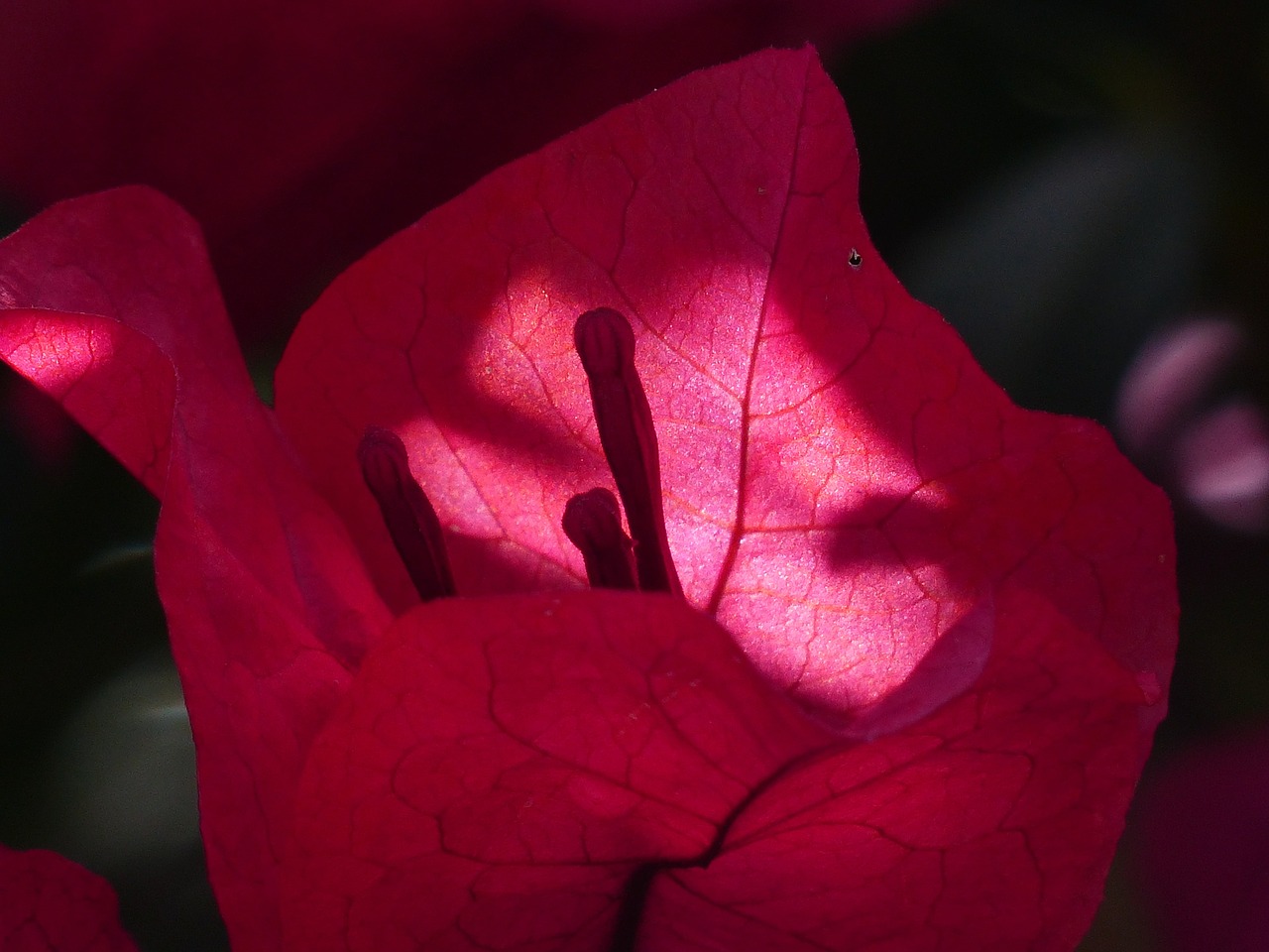 bougainvillea colorful flowers free photo