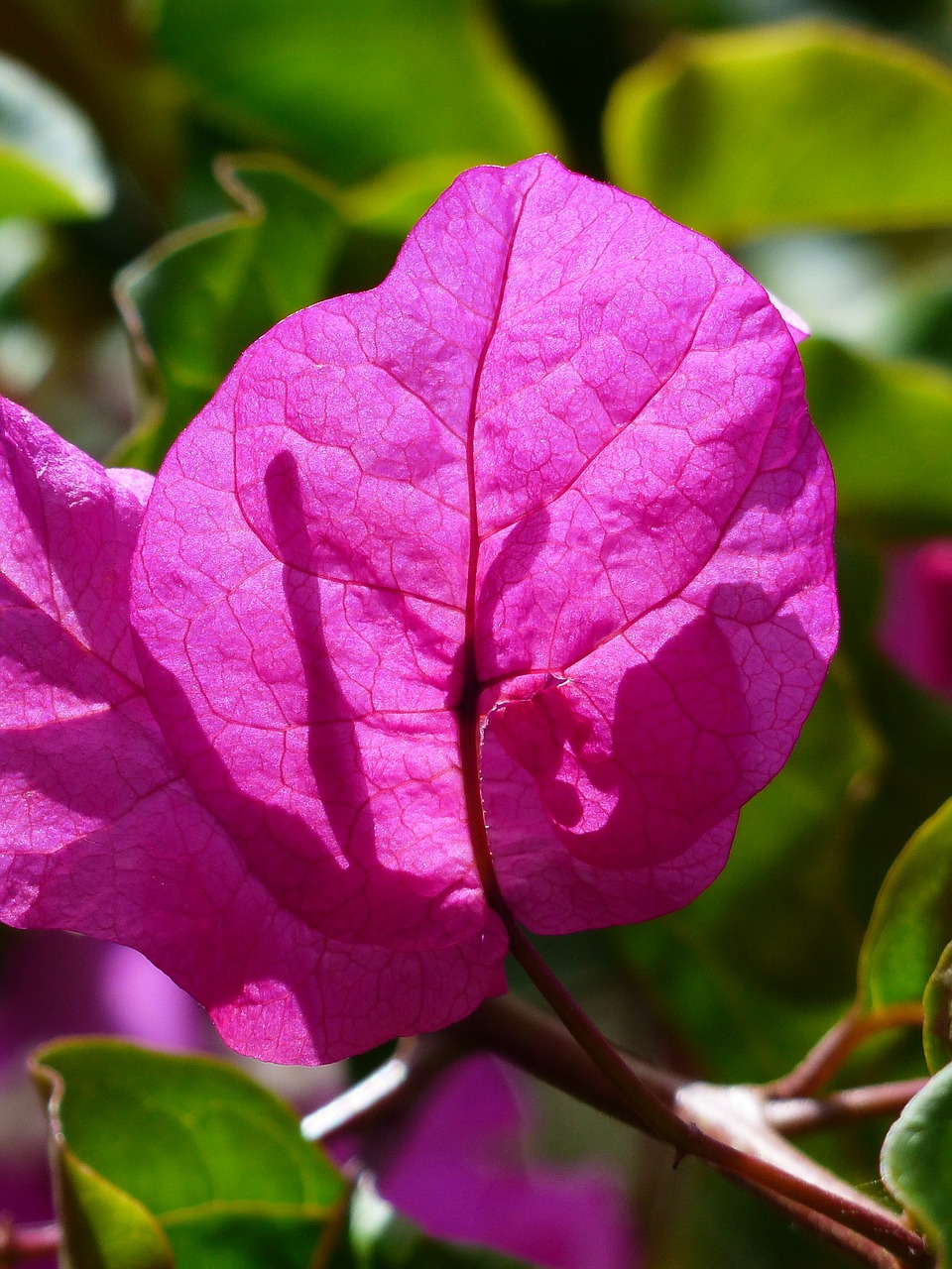 bougainvillea colorful flowers free photo