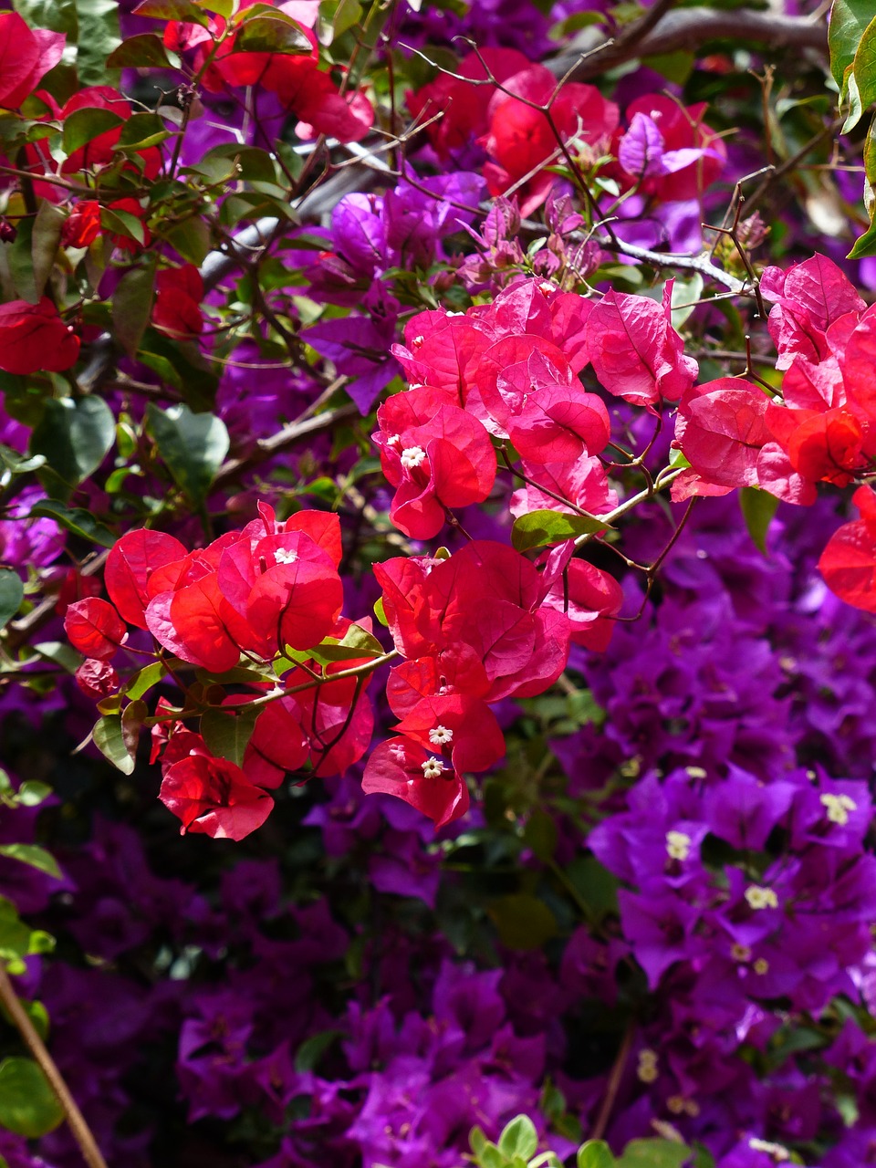 bougainvillea colorful flowers free photo