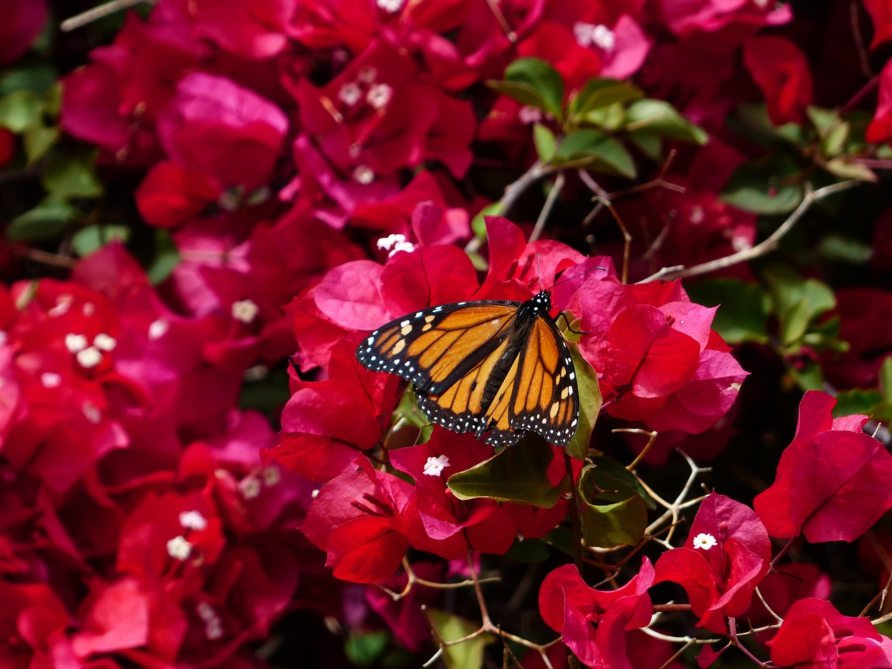 bougainvillea colorful butterfly free photo
