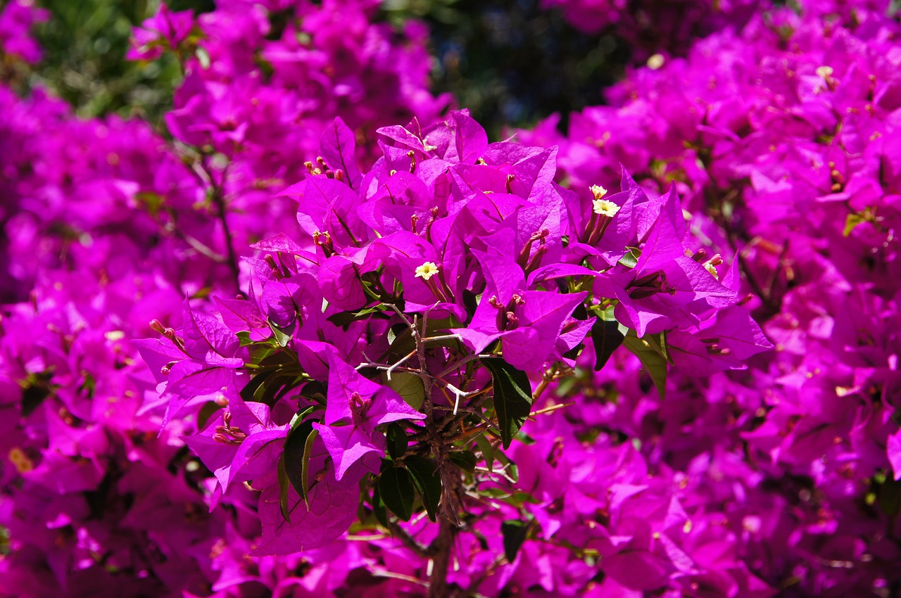 bougainvillea flowers purple free photo