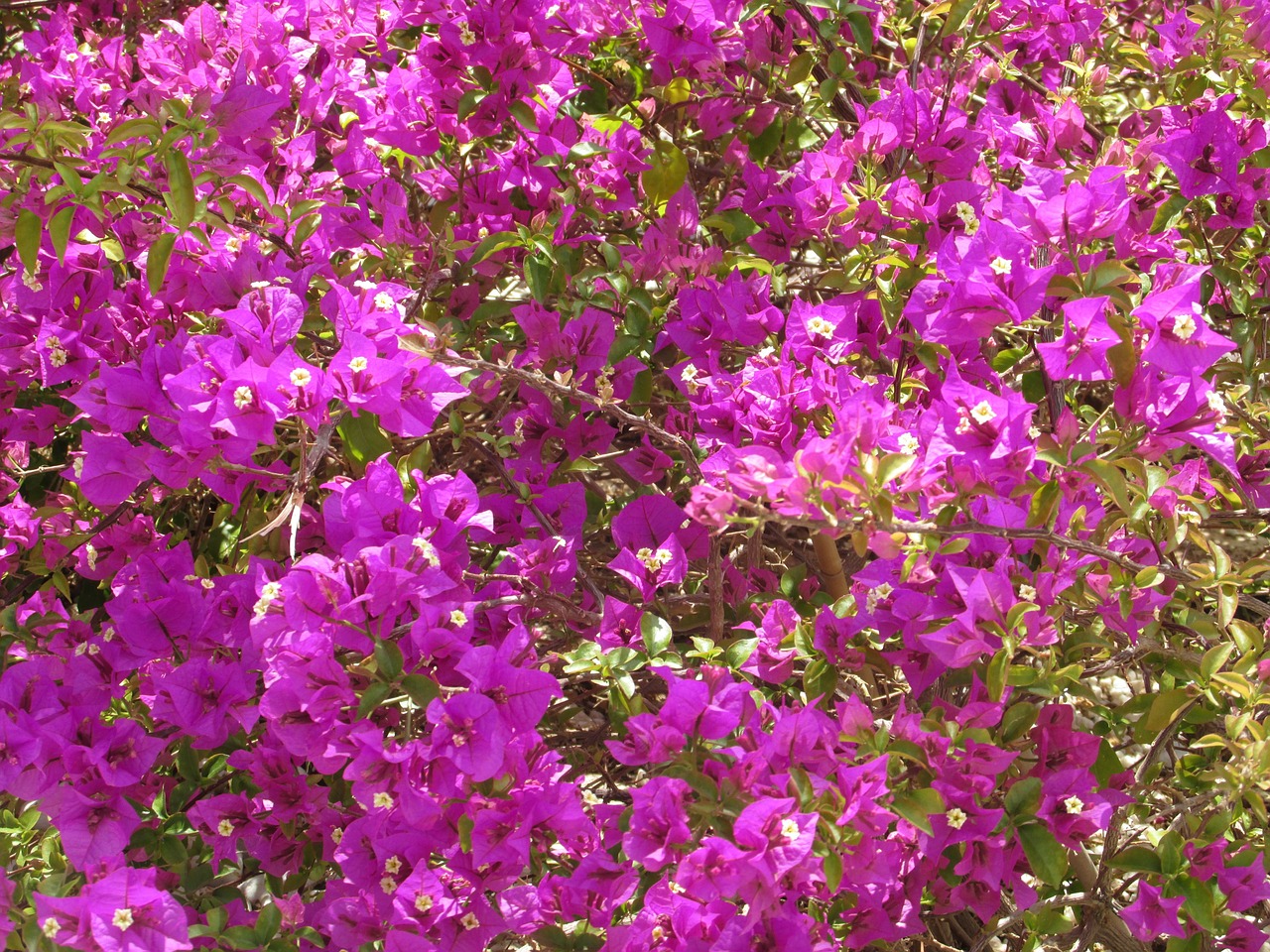 bougainvillea flowers sea of flowers free photo