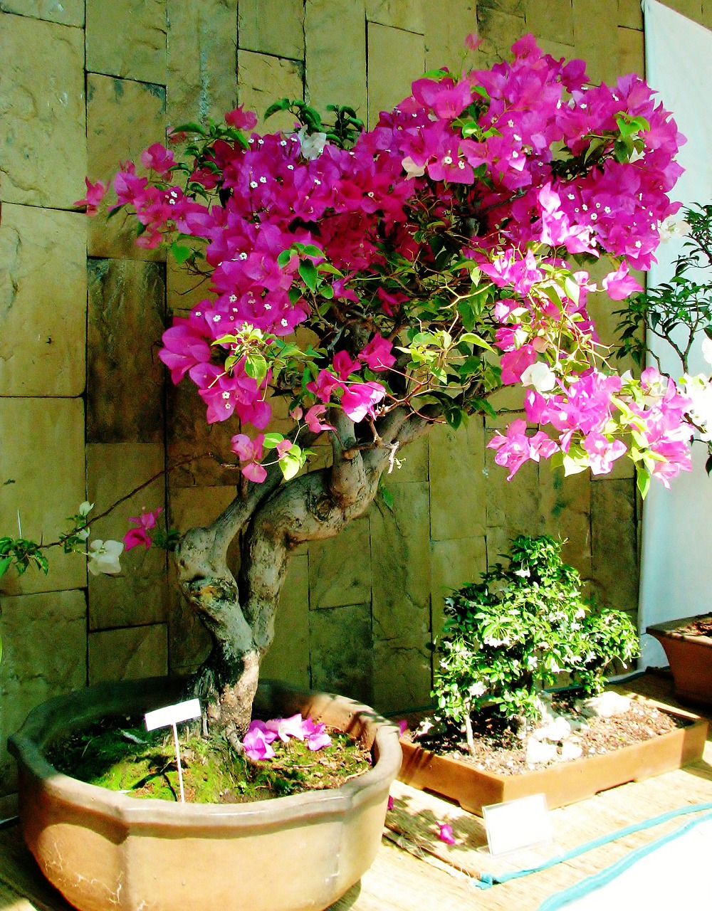bougainvillea bonsai small free photo