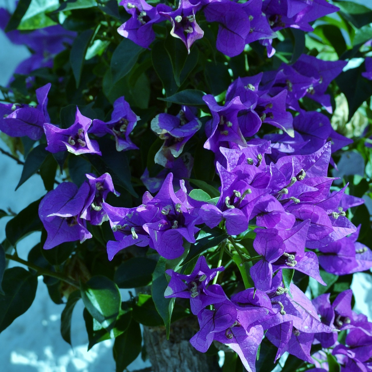 bougainvillea purple flower free photo