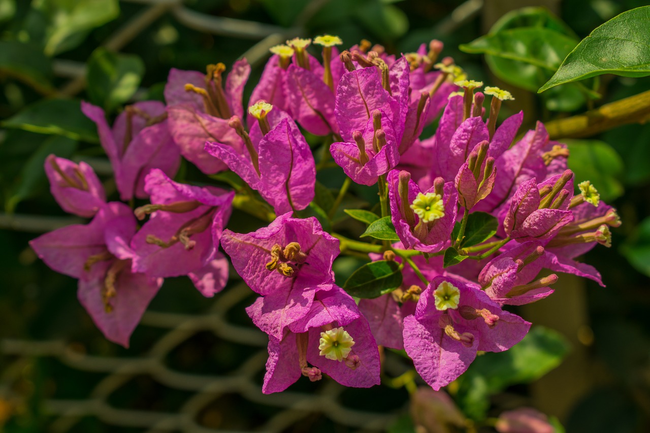 bougainvillea  flower  purple free photo