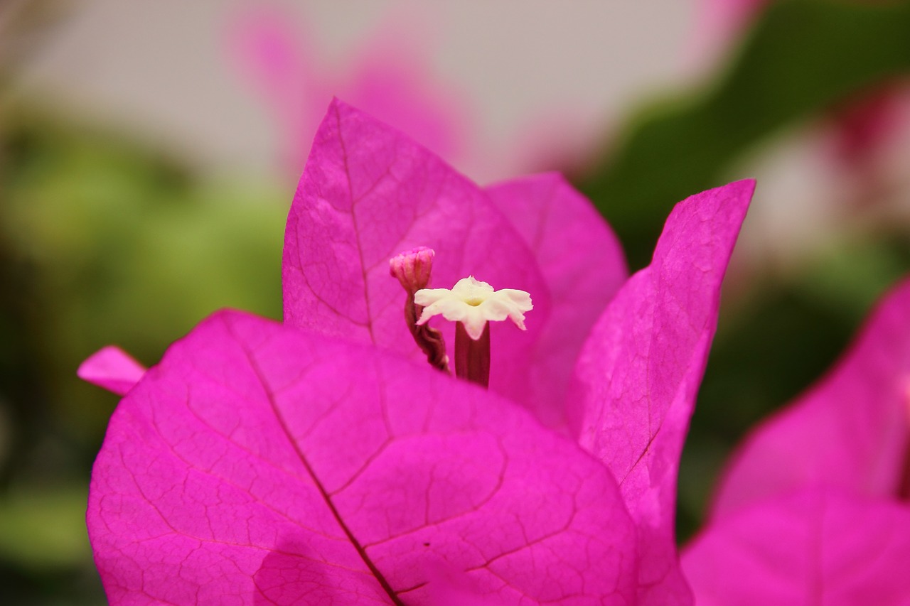 bougainvillea blossom bloom free photo