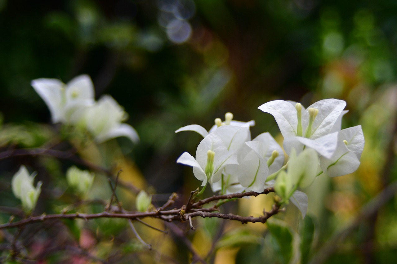 bougainvillea  white flower  petals free photo