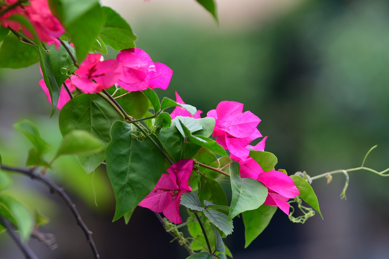 bougainvillea  red petals  red flower free photo